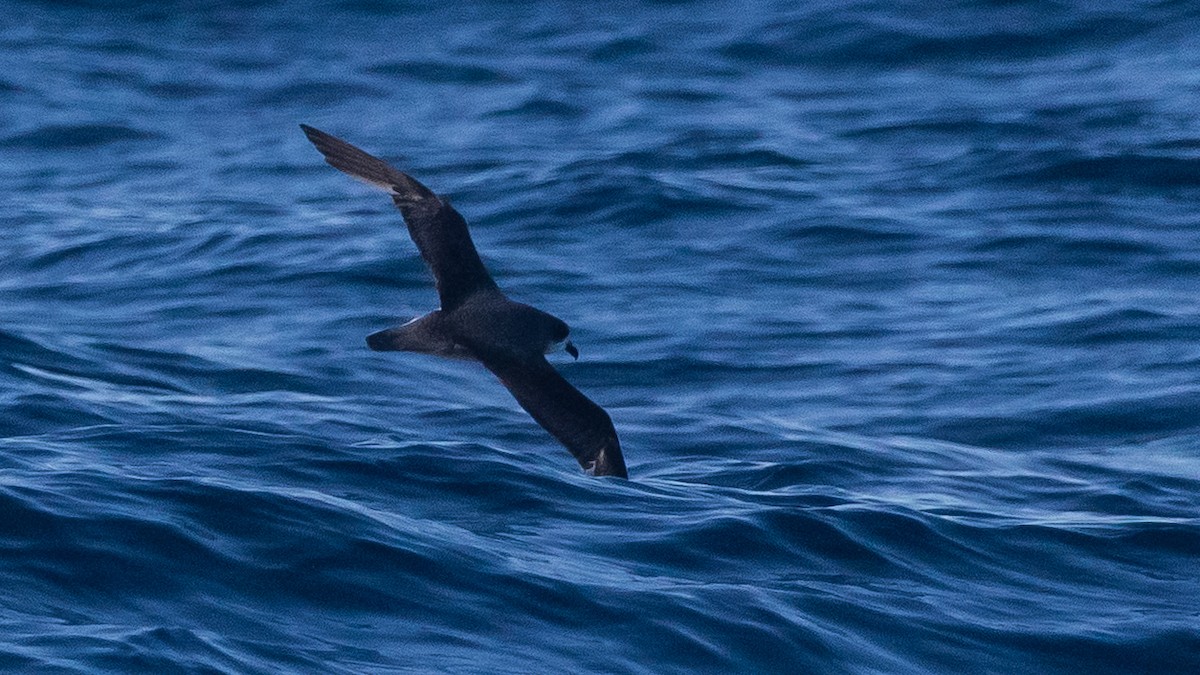 Soft-plumaged Petrel - ML637867434