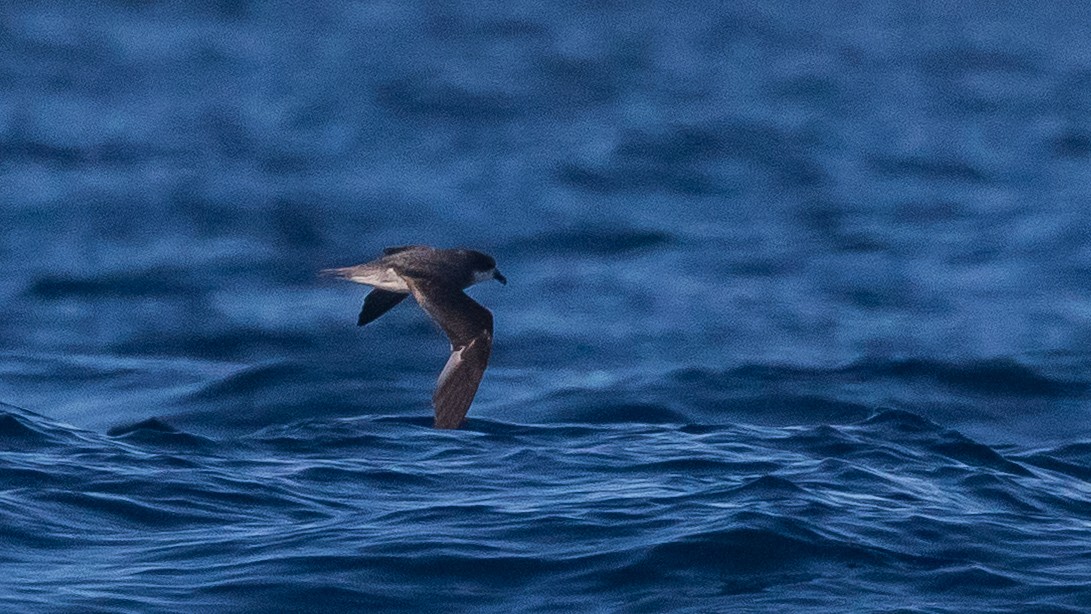 Soft-plumaged Petrel - ML637867435