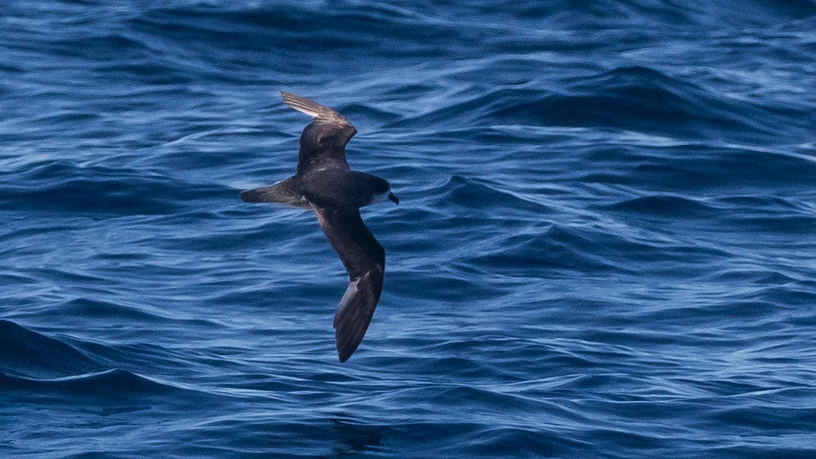 Soft-plumaged Petrel - ML637867436