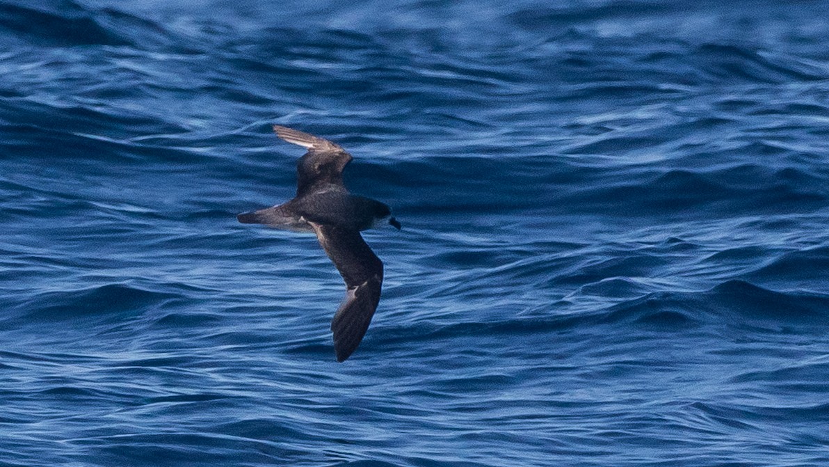 Soft-plumaged Petrel - ML637867437