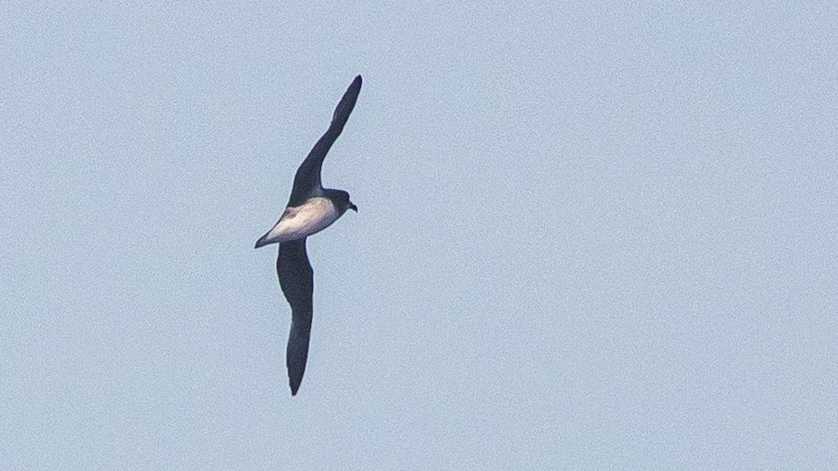 Soft-plumaged Petrel - ML637867438