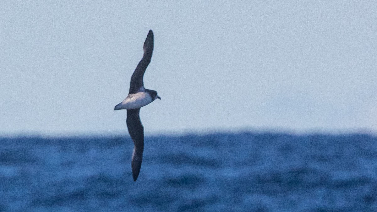Soft-plumaged Petrel - ML637867440