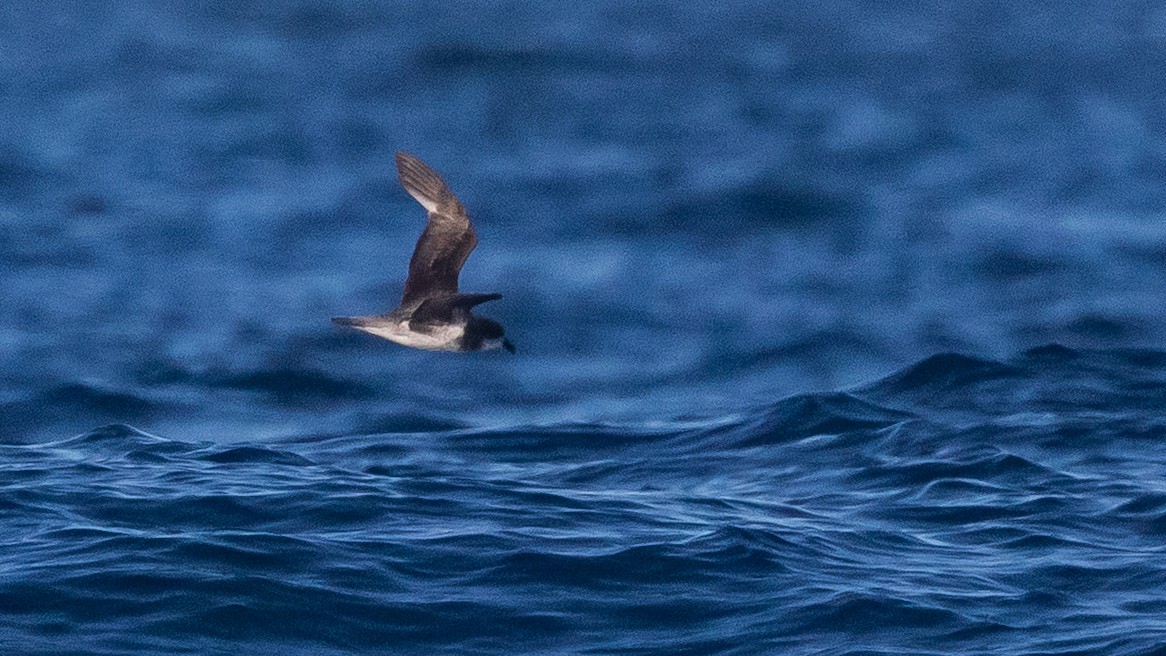 Soft-plumaged Petrel - ML637867441