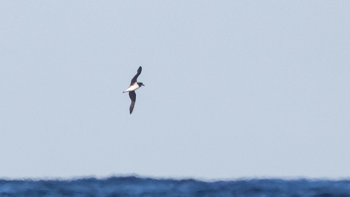 Soft-plumaged Petrel - ML637867442