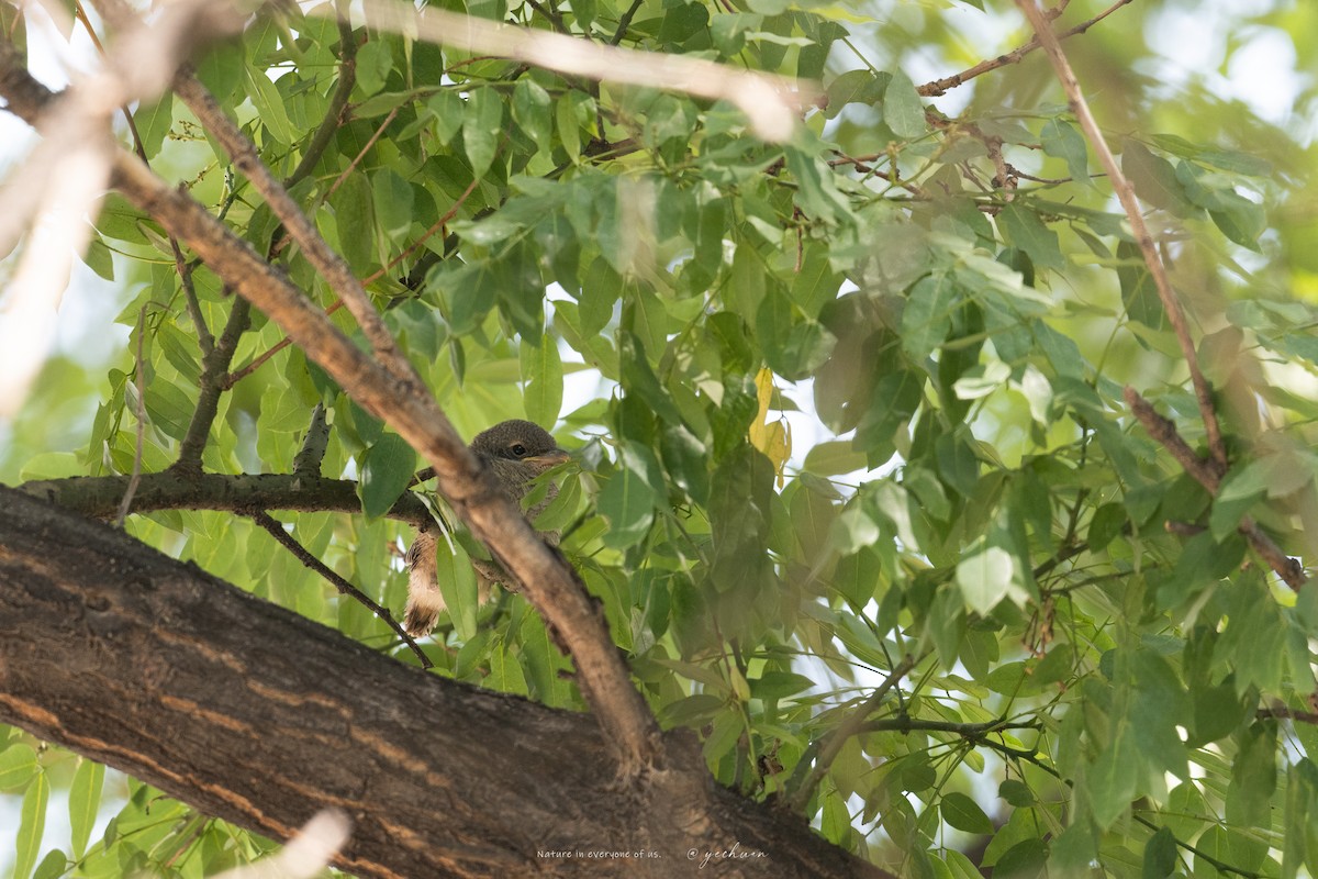Gray-backed Shrike - ML637867498