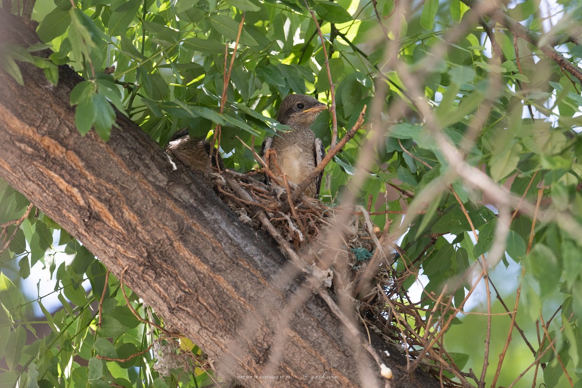 Gray-backed Shrike - ML637867499