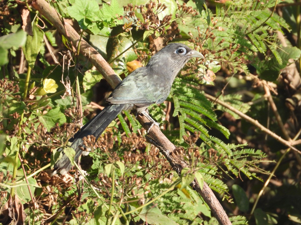 Blue-faced Malkoha - ML637867507