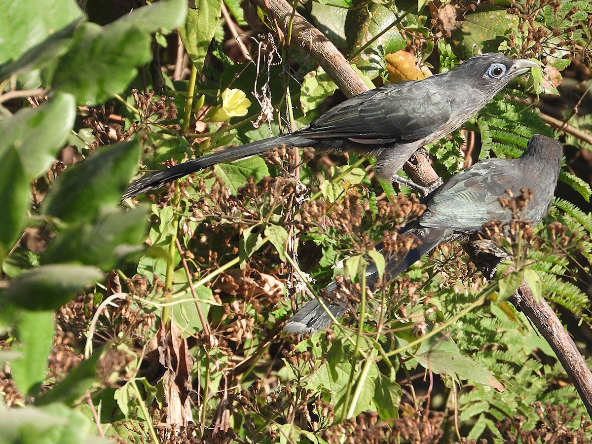 Blue-faced Malkoha - ML637867512