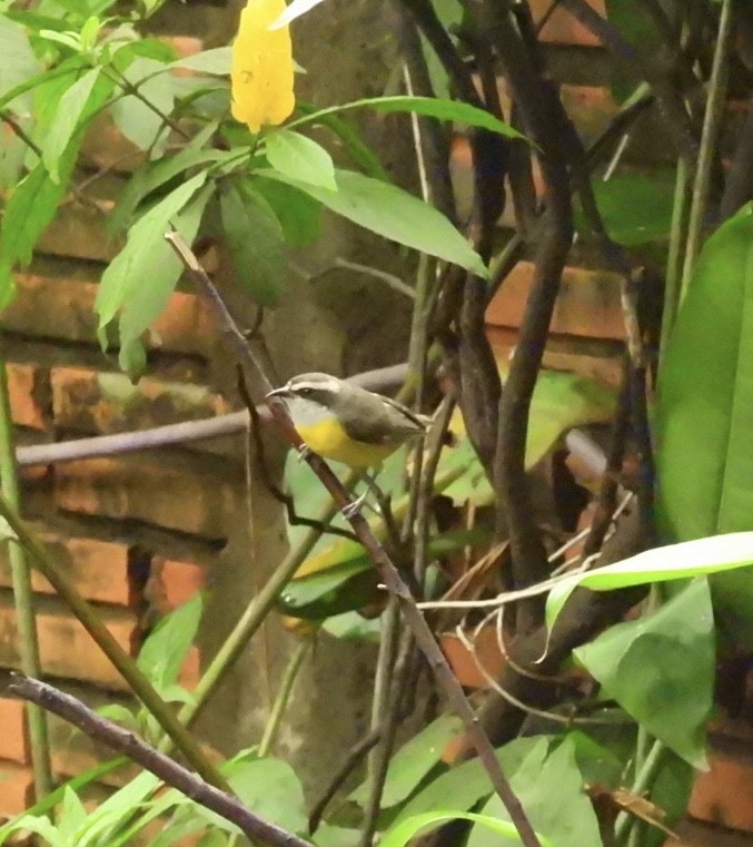 Bananaquit - ML637867519