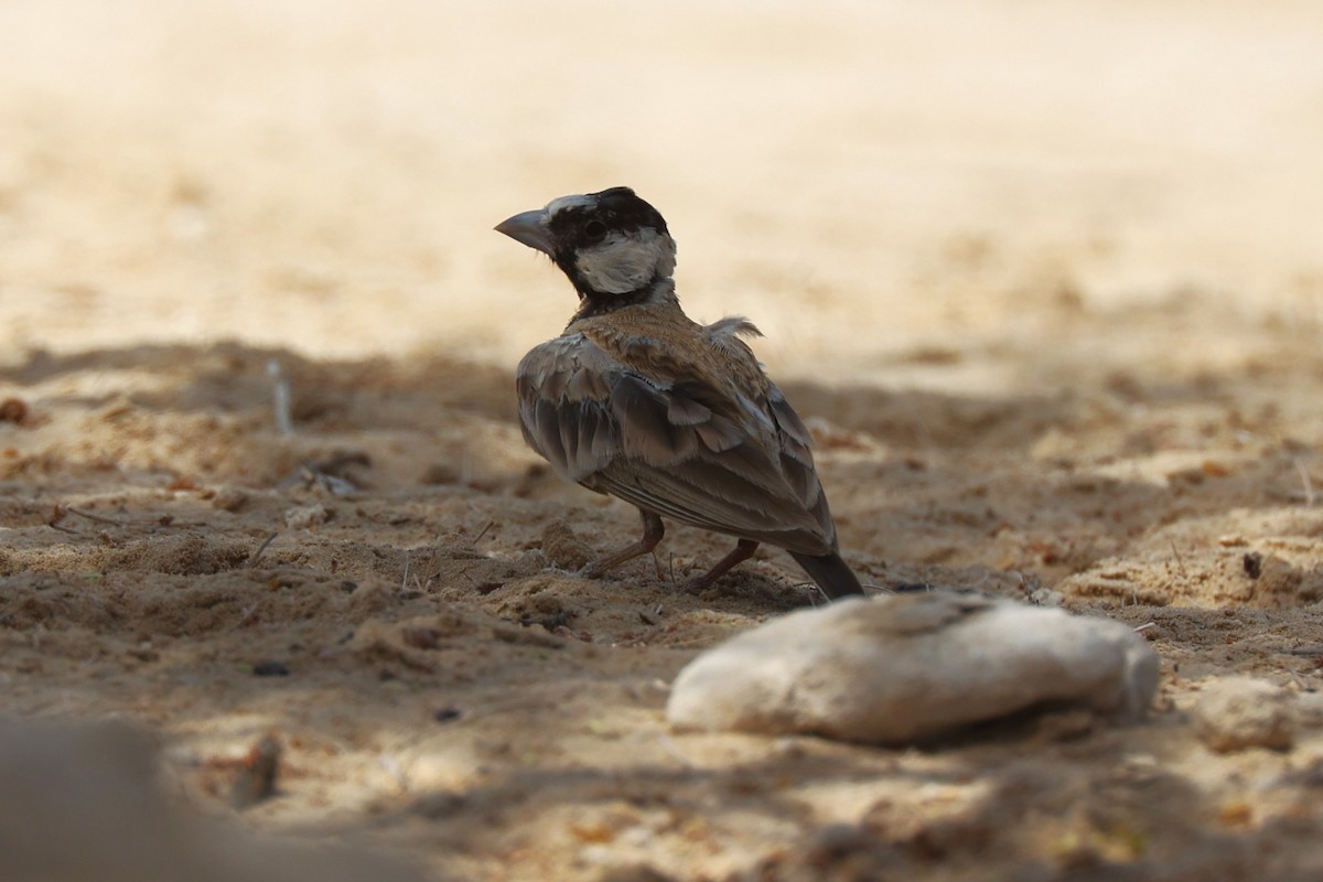 Black-crowned Sparrow-Lark - ML637867571