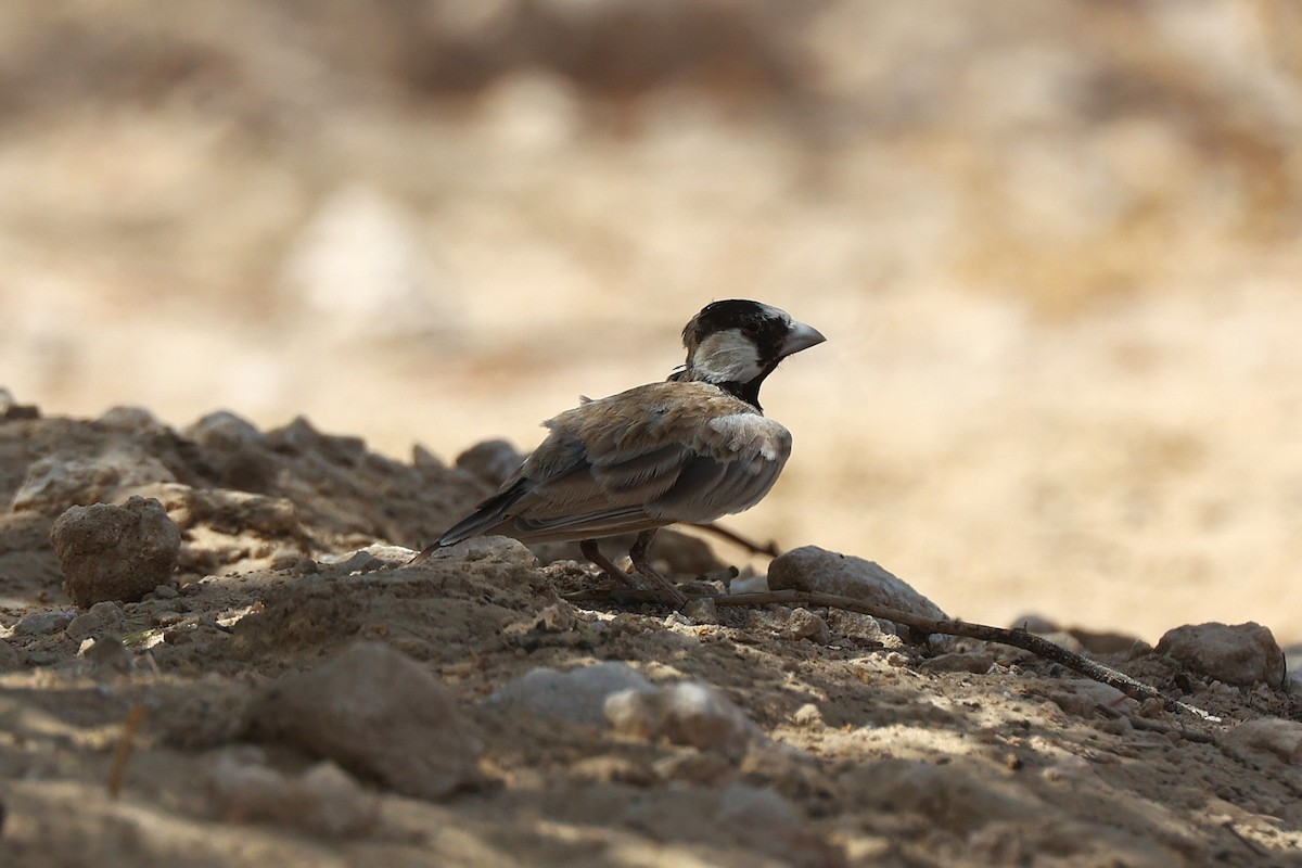 Black-crowned Sparrow-Lark - ML637867572