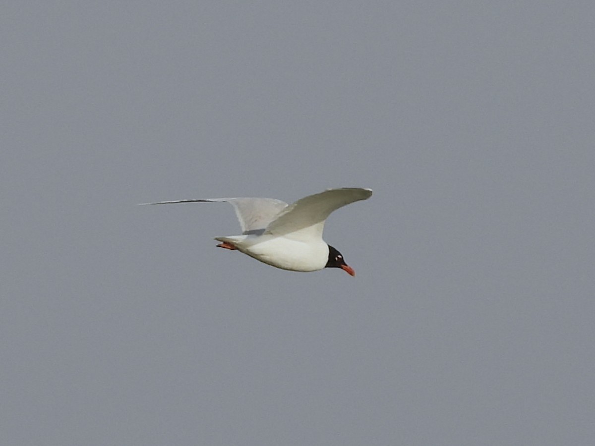 Mediterranean Gull - ML637867588