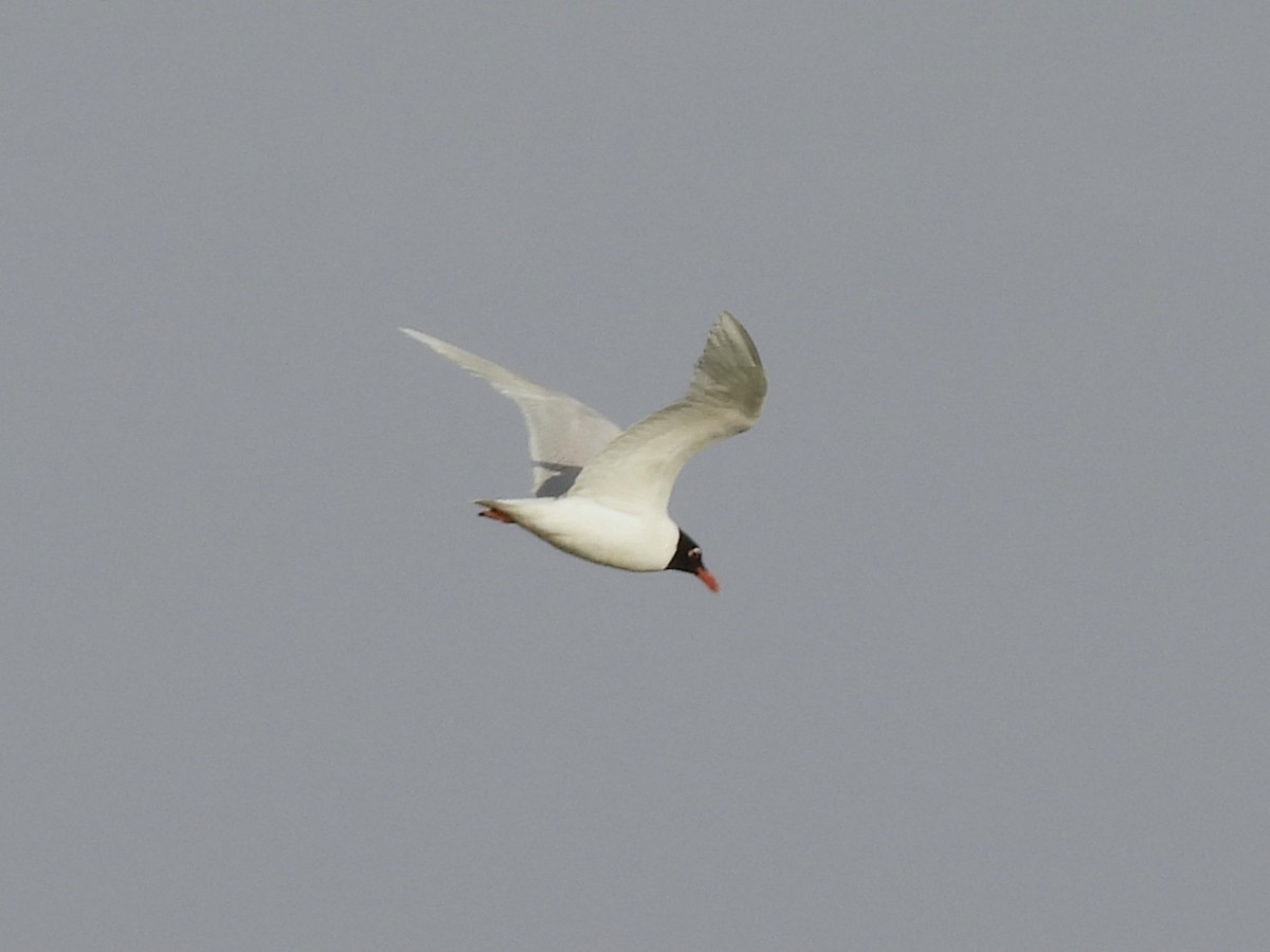Mediterranean Gull - ML637867603