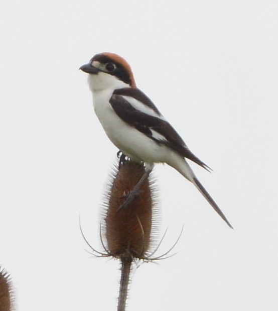 Woodchat Shrike - ML637867604