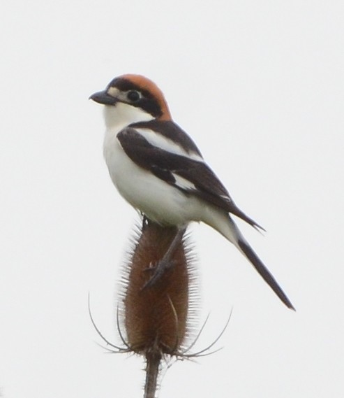 Woodchat Shrike - ML637867605