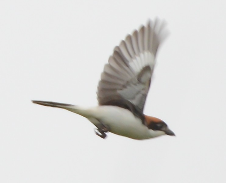 Woodchat Shrike - ML637867606