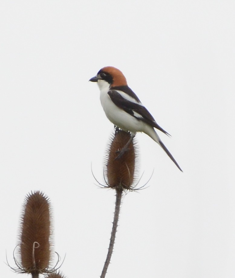 Woodchat Shrike - ML637867607