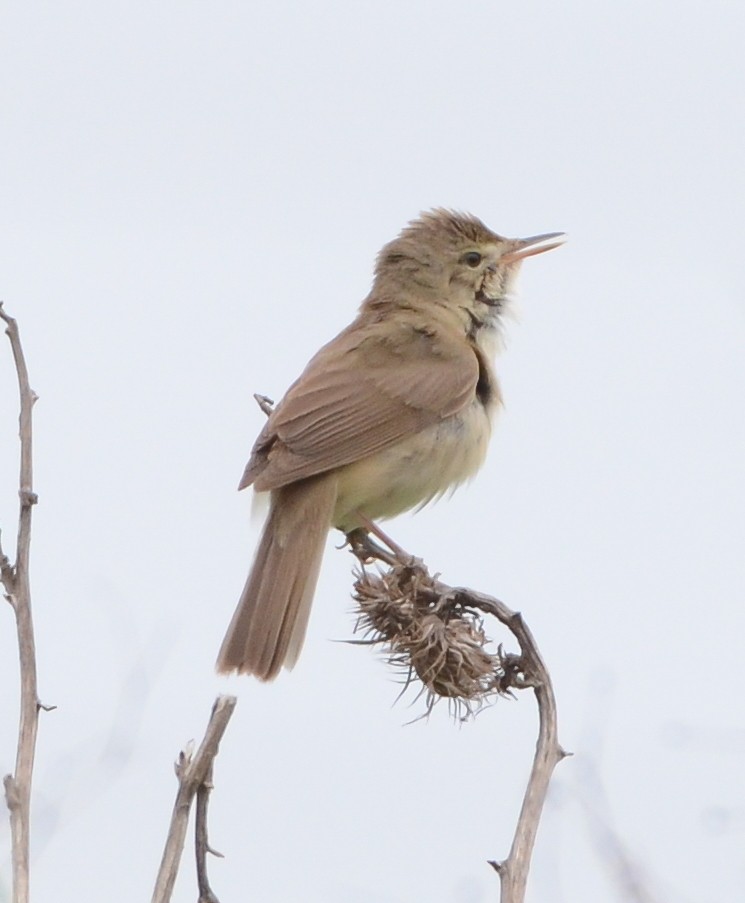 Blyth's Reed Warbler - ML637867622