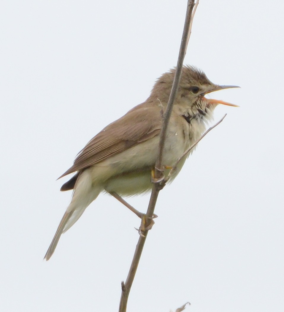 Blyth's Reed Warbler - ML637867623