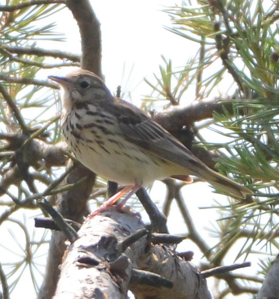 Tree Pipit - ML637867630