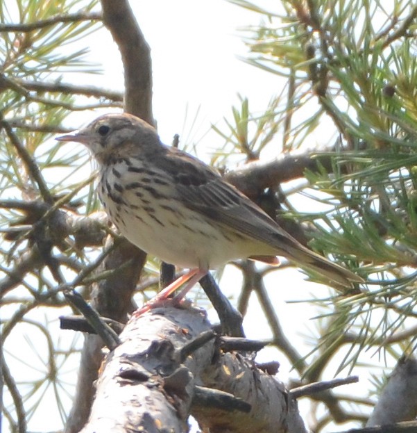 Tree Pipit - ML637867631