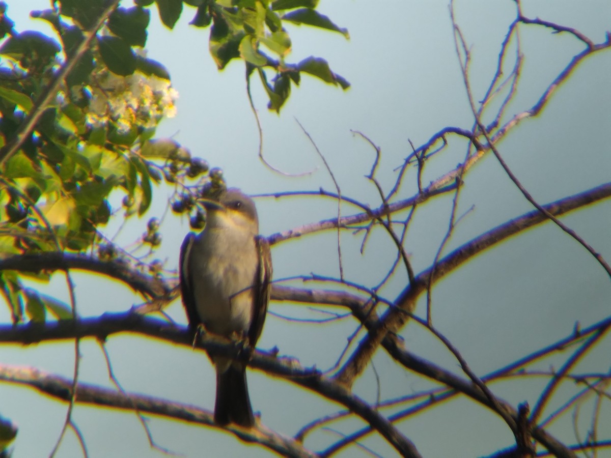 Gray Kingbird - ML637867660