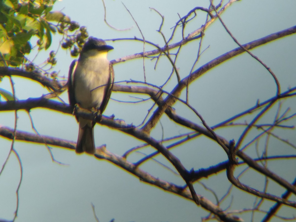 Gray Kingbird - ML637867662