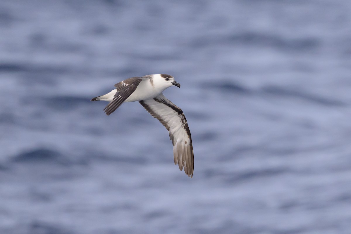 Black-capped Petrel (White-faced) - ML637867692