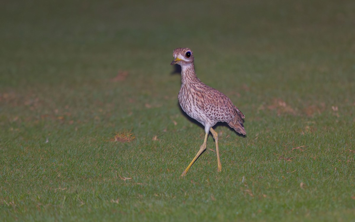 Spotted Thick-knee - ML637867695
