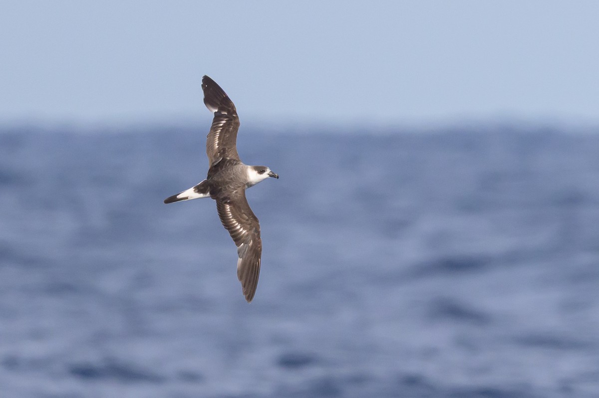 Black-capped Petrel (Dark-faced) - ML637867710