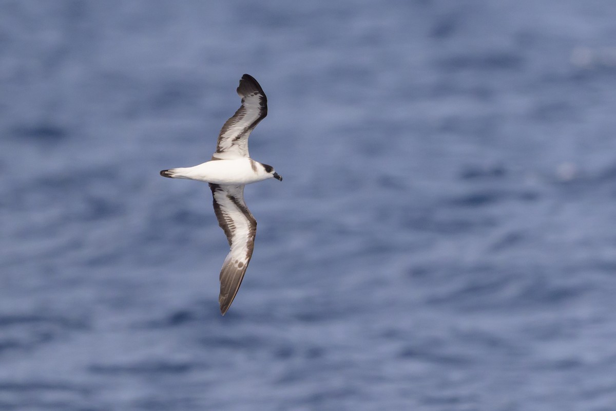 Black-capped Petrel (Dark-faced) - ML637867711