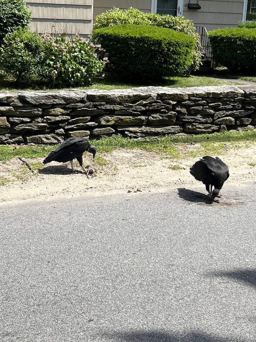 Black Vulture - ML637867756