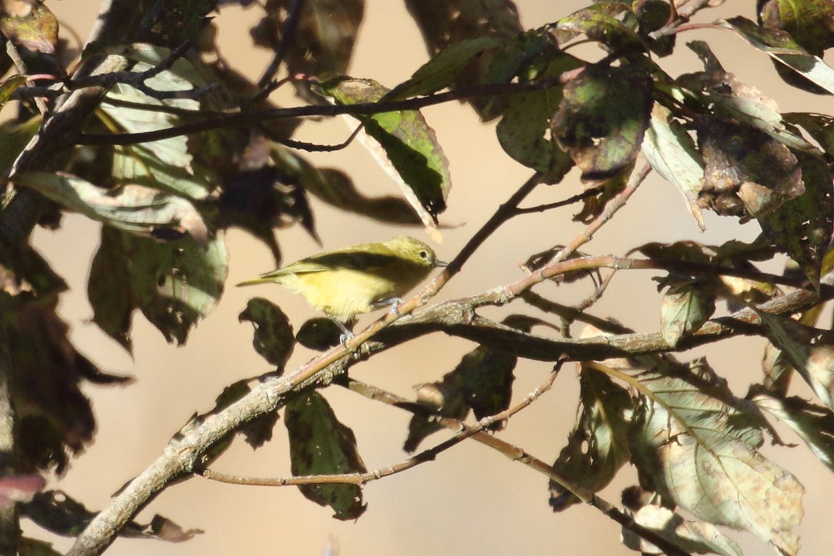 Yellow-browed Tit - ML637867772