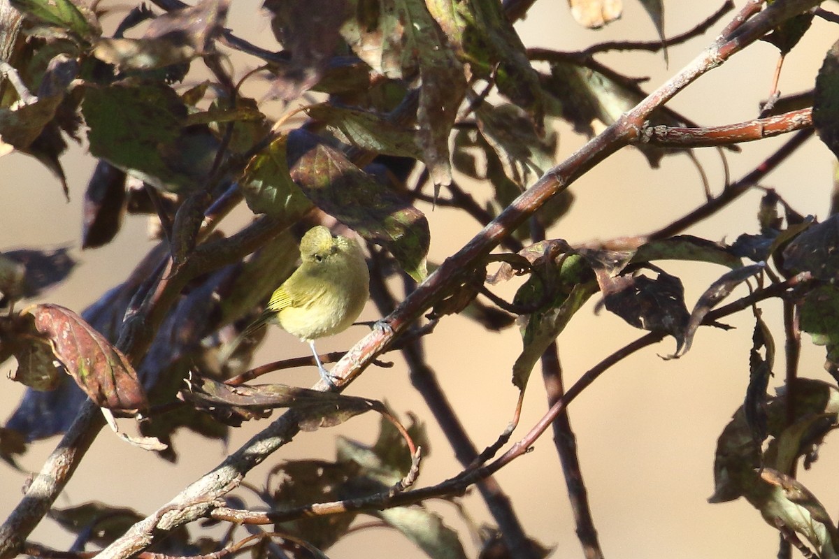 Yellow-browed Tit - ML637867773