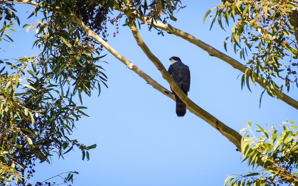 Black Goshawk - ML637867775