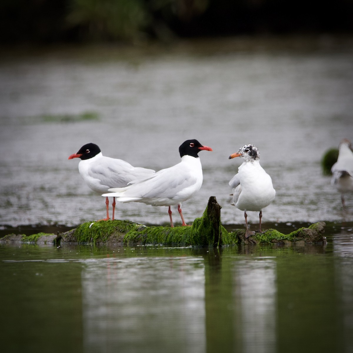 Mediterranean Gull - ML637867808