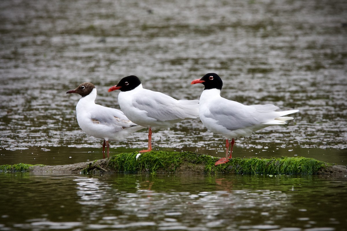 Mediterranean Gull - ML637867809