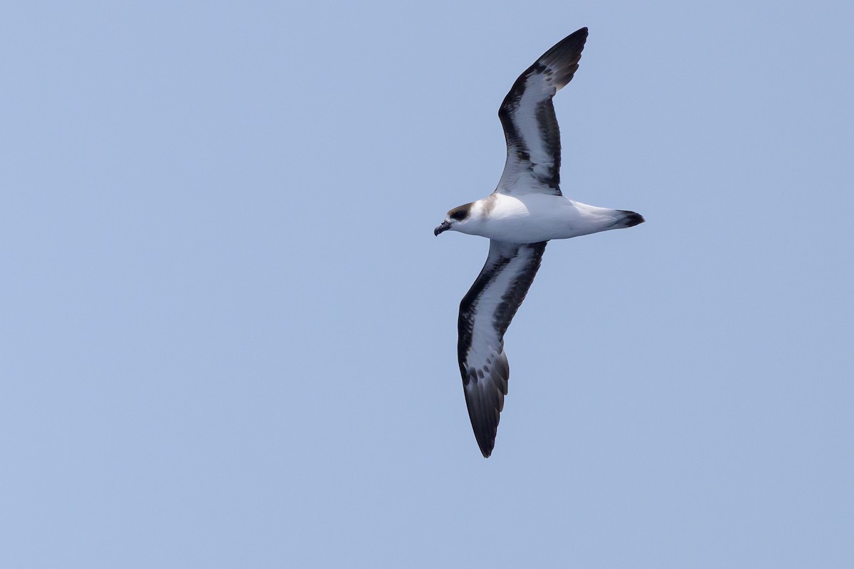 Black-capped Petrel (Dark-faced) - ML637867912
