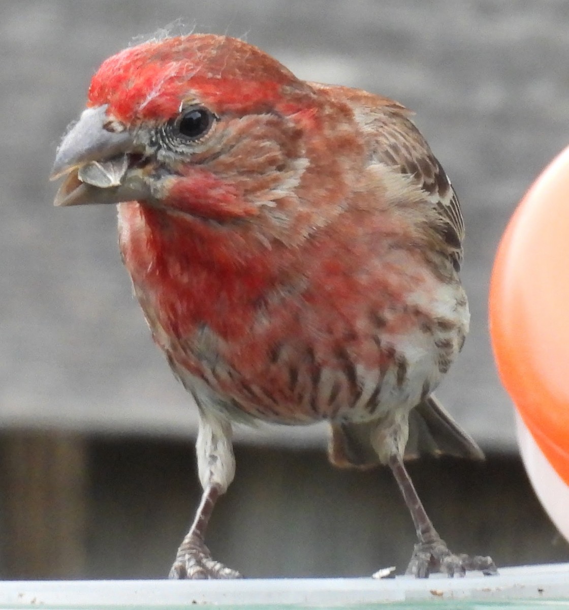 House Finch - ML637867974