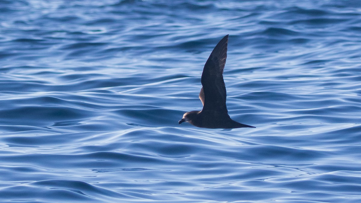 Gray-faced Petrel - ML637868011