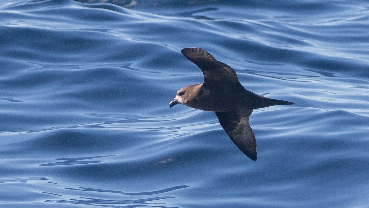 Gray-faced Petrel - ML637868012