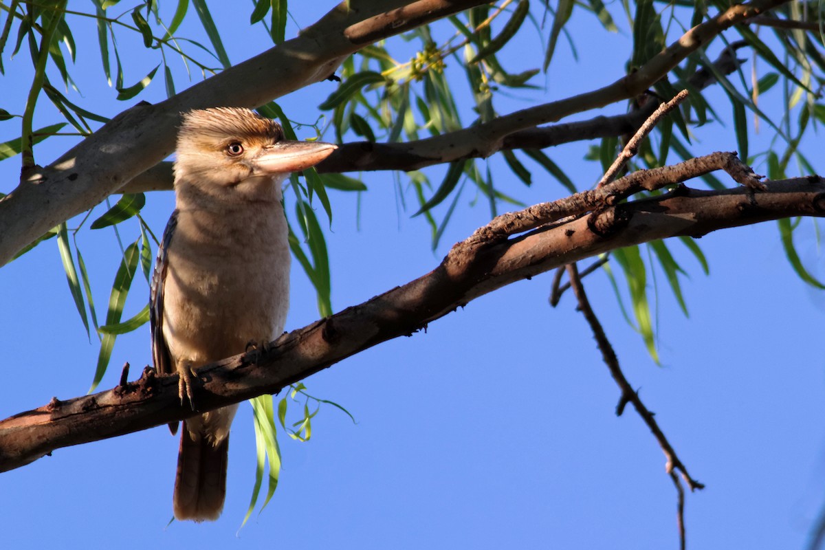 Blue-winged Kookaburra - ML637868057