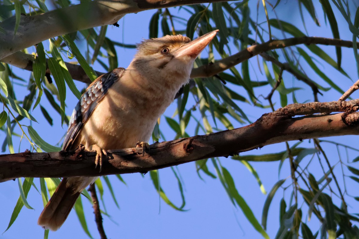 Blue-winged Kookaburra - ML637868061