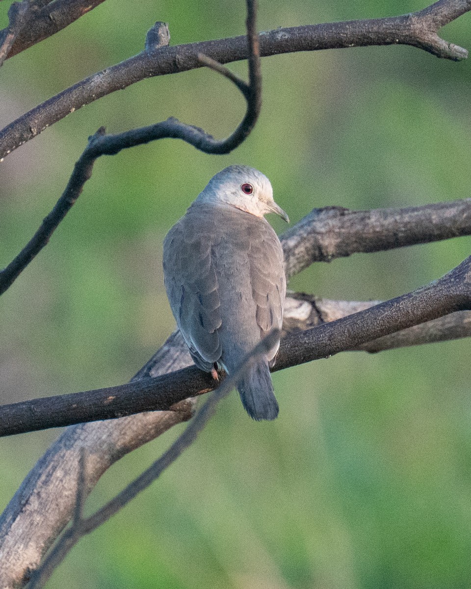 Plain-breasted Ground Dove - ML637868086