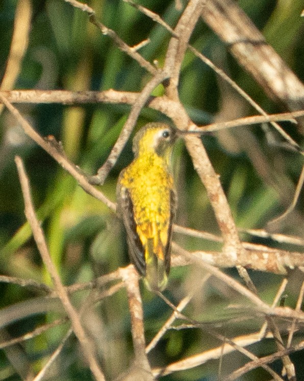 White-tailed Goldenthroat - ML637868101
