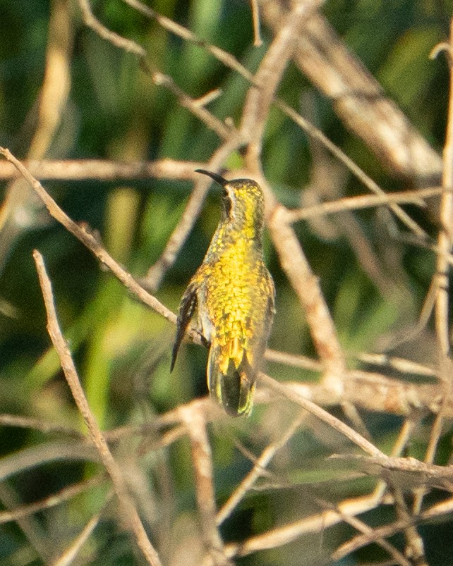 White-tailed Goldenthroat - ML637868104