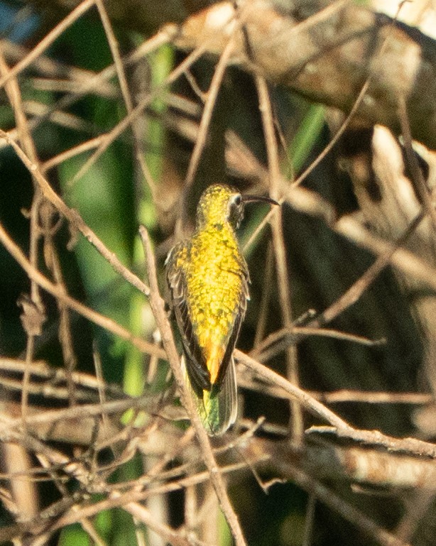 White-tailed Goldenthroat - ML637868105