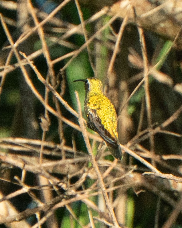 White-tailed Goldenthroat - ML637868106