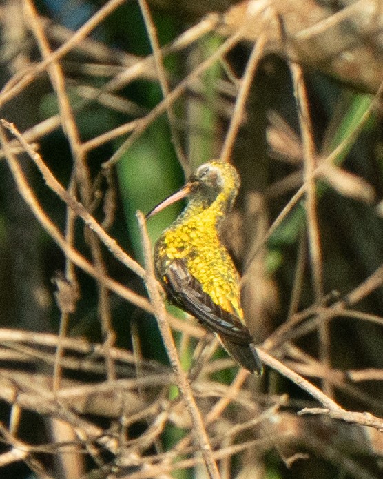 White-tailed Goldenthroat - ML637868107