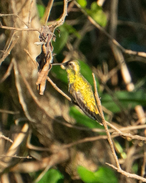 White-tailed Goldenthroat - ML637868108